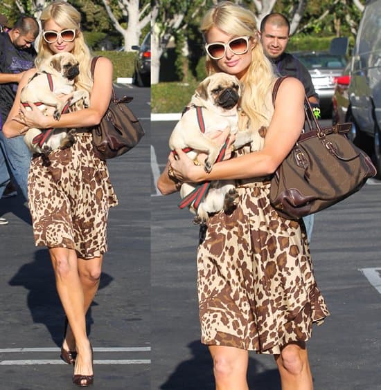 Paris Hilton departs Fred Segal with her pug dog in Los Angeles